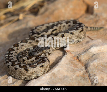 Männliche Nose-horned Viper (Vipera ammodytes) auf der griechischen Insel Ios, Kykladen, Griechenland. Stockfoto