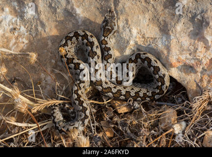 Männliche Nose-horned Viper (Vipera ammodytes) auf der griechischen Insel Ios, Kykladen, Griechenland. Stockfoto