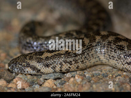 Europäischen Sand Boa (Eyrx jaculus) auf der griechischen Insel Ios, Kykladen, Griechenland. Stockfoto