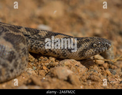 Europäischen Sand Boa (Eyrx jaculus) auf der griechischen Insel Ios, Kykladen, Griechenland. Stockfoto