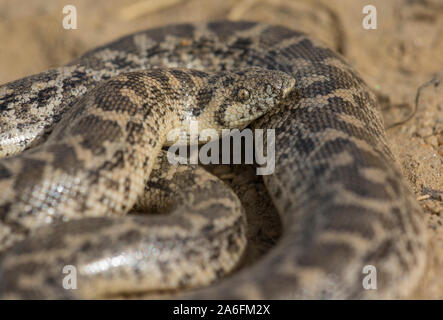 Europäischen Sand Boa (Eyrx jaculus) auf der griechischen Insel Ios, Kykladen, Griechenland. Stockfoto