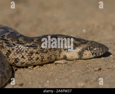 Europäischen Sand Boa (Eyrx jaculus) auf der griechischen Insel Ios, Kykladen, Griechenland. Stockfoto