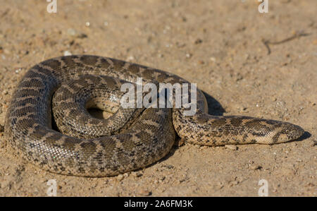 Europäischen Sand Boa (Eyrx jaculus) auf der griechischen Insel Ios, Kykladen, Griechenland. Stockfoto