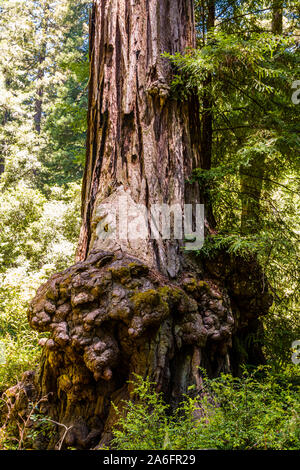 Big Basin Redwood State Park, Redwood Burl Stockfoto