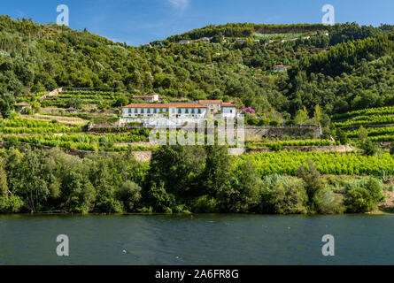 Weiß getünchtes alte Quinta oder Weinberg Gebäude am Ufer des Flusses Douro in Portugal Stockfoto