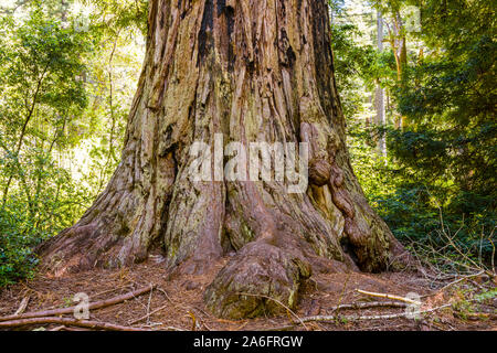 Big Basin Redwood State Park, Vater des Waldes Stockfoto