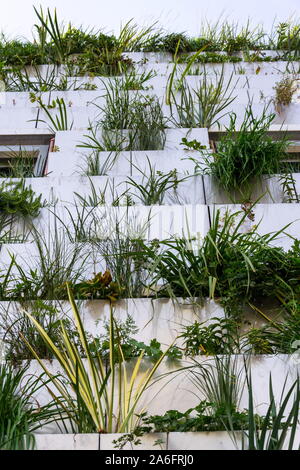 Fenster mit Root Zone Kläranlage für grüne vertikale Living Wall, Außenfassade umgeben Stockfoto