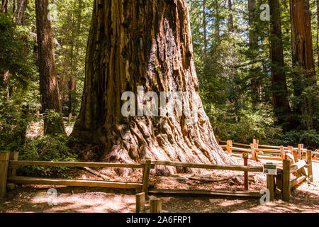 Big Basin Redwood State Park, Mutter des Waldes Stockfoto