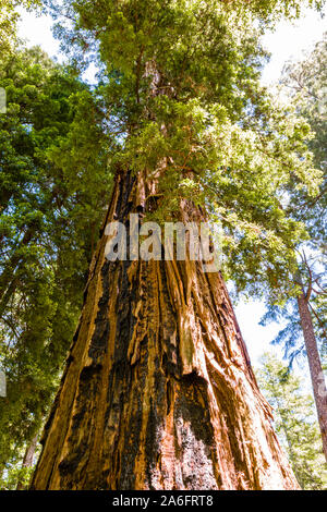 Big Basin Redwood State Park, Mutter des Waldes Stockfoto