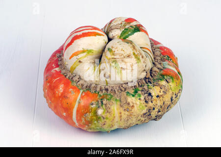 Eine Nahaufnahme von einem Turban Squash auf einem Weiß lackiert Holzfußboden Stockfoto