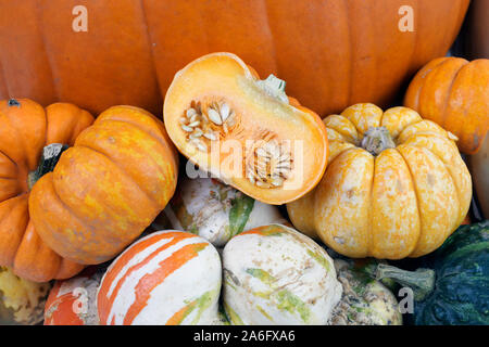 Eine Auswahl der herbstliche Kürbisse und Kürbisse Stockfoto