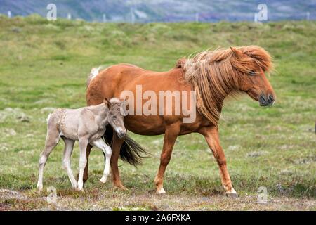Isländische Pferde (Equus) islandicus, Stute und Fohlen Fohlen, stehend auf einem paddock, Island Stockfoto