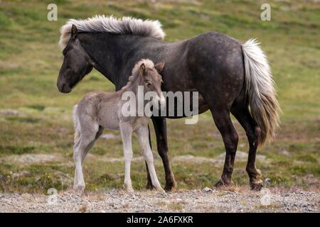 Isländische Pferde (Equus) islandicus, Stute und Fohlen Fohlen, stehend auf einem paddock, Island Stockfoto