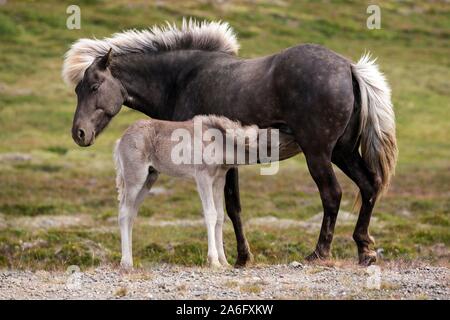 Isländische Pferde (Equus) islandicus, Stute und Fohlen Fohlen, stehend auf einem paddock, Island Stockfoto