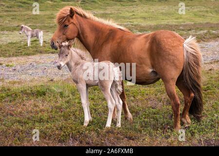 Isländische Pferde (Equus) islandicus, Stute und Fohlen Fohlen, stehend auf einem paddock, Island Stockfoto