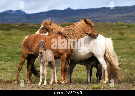 Isländische Pferde (Equus) islandicus, Stuten und Fohlen Fohlen stehen auf einer Koppel, Island Stockfoto
