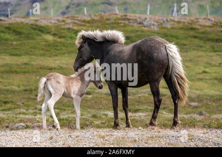 Isländische Pferde (Equus) islandicus, Stute und Fohlen Fohlen, stehend auf einem paddock, Island Stockfoto