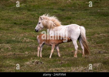 Isländische Pferde (Equus) islandicus, Stute und Fohlen Fohlen, stehend auf einem paddock, Island Stockfoto