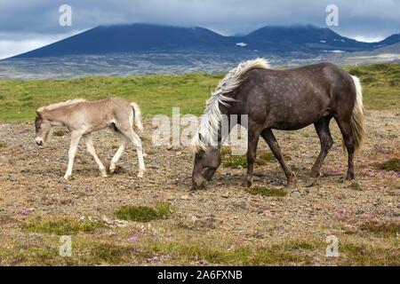 Isländische Pferde (Equus) islandicus, Stute und Fohlen Fohlen, stehend auf einem paddock, Island Stockfoto