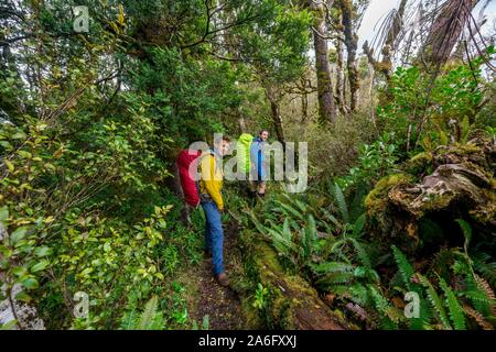 Wanderer auf Wanderweg durch Regenwald, Moos bedeckt Bäume, Pouakai Schaltung, Egmont National Park, Taranaki, North Island, Neuseeland Stockfoto