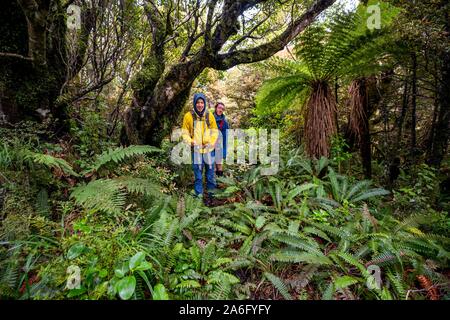 Wanderer auf Wanderweg durch Regenwald, mit Baum Farn, Pouakai Schaltung, Egmont National Park, Taranaki, North Island, Neuseeland Stockfoto