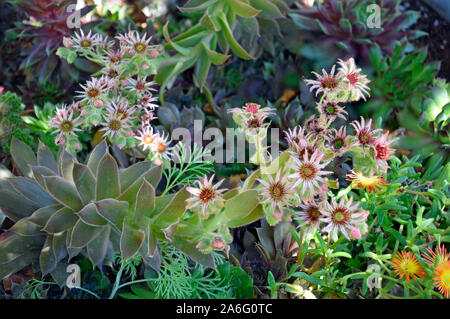 Sedum Mauerpfeffer Blüten im Spätsommer, im Desert Botanical Gardens in New Mexico fotografiert. Stockfoto