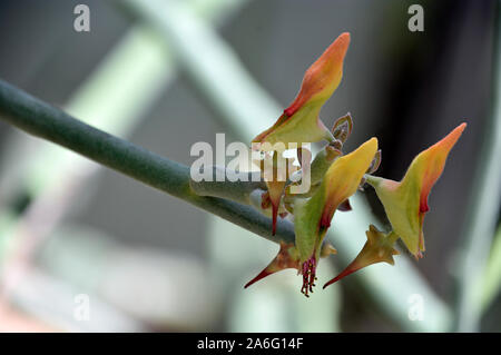 Lady Slipper Pflanze, auch als Wüste Bleistift bekannt, im Desert Botanical Gardens in New Mexico fotografiert. Stockfoto