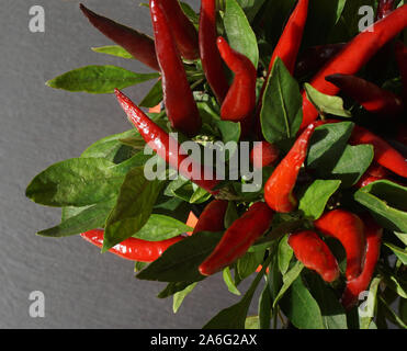 Hot Chili Pflanze mit frischen und natürlichen rote reife Früchte von oben Stockfoto