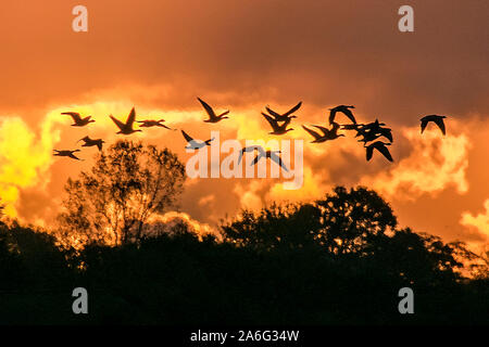 Burscough Lancashire, UK Wetter. 26. Oktober 2019. Schätzungsweise 48.000 Migranten Kanadischen rosa Fuß Gänse kommen in der Dämmerung bei der Martin bloße Wildfowl and Wetlands Naturschutzgebiet zu Roost. Mäusebabys oder rosa Gänse Signal die Ankunft von Winter auf der Sefton Coast wie die riesigen Herden von Wanderarbeitnehmern rosa Fuß Gänse aus nördlichen Gefilden ankommen, in England zu überwintern. Tausende von "mäusebabys" verbringen den Winter, Beweidung und die Nahrungssuche auf der West Lancashire Ackerland während des Tages und Rastplätze an der Mündung der Feuchtgebiete. Credit: cernan Elias/Alamy leben Nachrichten Stockfoto