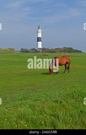 Ein Pferd ist die Beweidung vor dem Leuchtturm von Kampen auf Sylt, Schleswig-Holstein, Deutschland. Stockfoto