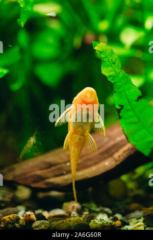 Ancistrus Ancistrus Dolichopterus im Hause Süßwasser-Aquarium Fische Stockfoto