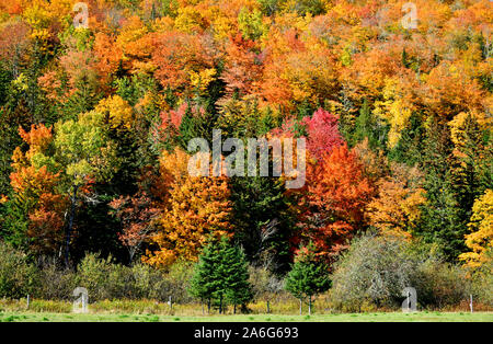 Ein Bild von einem Hartholz ridge mit Laubwald drehen die hellen roten und gelben Farben des Herbstes in einer ländlichen Gegend in der Nähe von Sussex New Brunswick, Ca Stockfoto