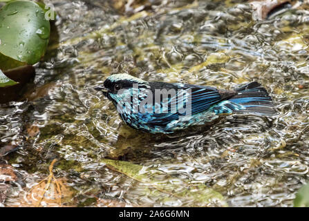 Nahaufnahme des Silberfleckentangare (Tangara Nigroviridis) Baden in North Western Ecuador Stockfoto