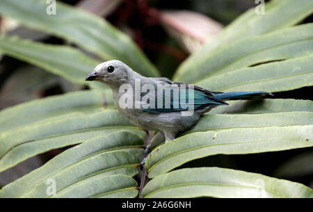 Nahaufnahme von blau-grau Tanager (Thraupis episcopus) auf den grünen Zweig in Ecuador. von Mexiko bis Brasilien gefunden. Stockfoto