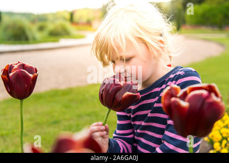 Ein hübsches kleines Mädchen mit blondem Haar und grünen Augen riechen verschiedene Blumen auf Trentham Gardens auf die ganze Familie im Land Stockfoto