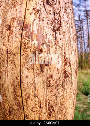 Landschaft mit toten Wald durch Holz Wurm im Nationalpark zerstört. Holz betroffen mit holzwurm Ips typographus. Beschädigte Baumstamm Nahaufnahme Stockfoto