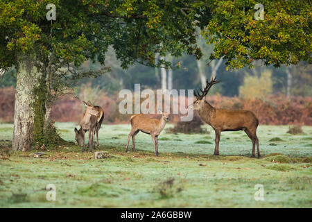 Red Deer stag und hirschkühe stehen unter einem Baum im New Forest Stockfoto