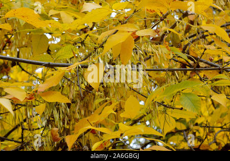 Eine kleine-leaved Linde (Tilia cordata) mit hüllblätter, Anzeigen Herbst Farbe in Bukarest, Rumänien Stockfoto