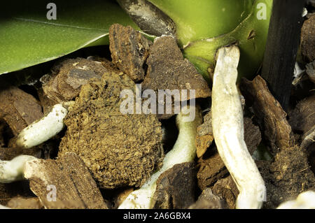 Makro / mit 90 mm Festbrennweite Stockfoto