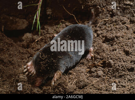 Maulwurf gräbt Loch im Boden (Talpa europaea). Hinweis erhobenen Schwanz, ein Zeichen für eine lebendige, aktive Tier. Schwanz als touch Orgel in unterirdischen Tunnel. Stockfoto