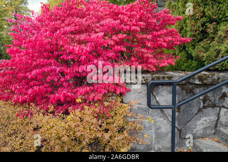 Roter Sumach umgibt einen Outdoor Steintreppe in Skamania County, Washington Stockfoto