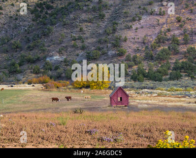 Kleiner alter roter Schuppen oder kleine Scheune auf einem großen Teil des westlichen Weidelandes. Rinderweiden im Hintergrund. Stockfoto