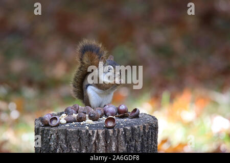 Eine Amerikanische rote Eichhörnchen im Herbst sitzt auf einem Baumstumpf essen eine Eichel Stockfoto