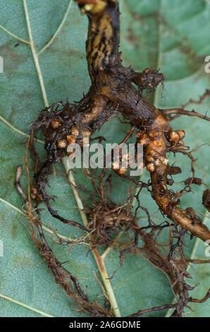 ERLENBAUMSAPLING Wurzelsystem (Alnus glutinosa), entwurzelt, zeigt abgerundete Knötchen mit Stickstoff-fixierenden Bakterien. Calthorpe Breit. Norfolk. Stockfoto