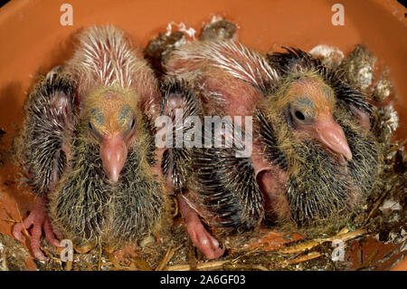 KAPUZINERTAUBENJUNGVÖGEL (Columba livia), 10 Tage alt, schlüpften in einer zur Verfügung gestellten Keramik-befeuerten Lehm-Nistpfanne. Taubenpaar. Zwei zusammen. Geschwister. Stockfoto