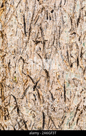 Ernährung Moringa Baum Rinde Textur Nahaufnahme Stockfoto