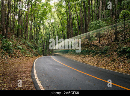 Bohol Mahogany Man-Made Forest Stockfoto