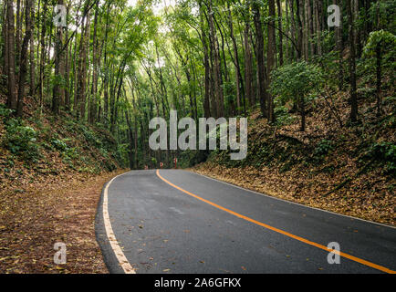 Bohol Man-Made-Wald Stockfoto