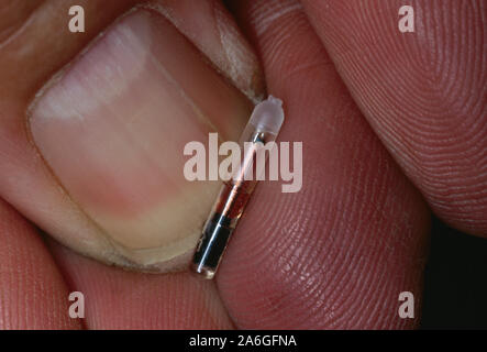 MICROCHIP TRANSPONDER - Daumennagelgröße - zum Einführen unter der Haut oder in den Muskel eines Tieres (häusliche oder wilde). Eindeutige ID. INDIVIDUELLE IDENTIFIZIERUNG. Stockfoto