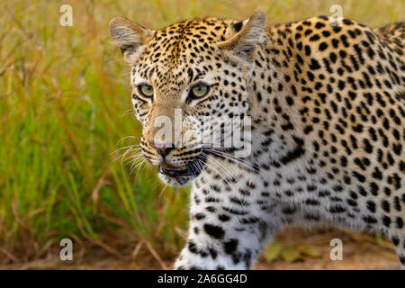 Ein junger Leopard (aus der Distanz, durch ein fuzzy Windschutzscheibe, mit Schwanz hoch, wir haben ihn irrtümlicherweise für einen Pavian in der Größe) Spaziergänge entlang, Augen klar, Vertrauen hoch. Stockfoto